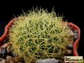 SULCOREBUTIA flawissima HS 48